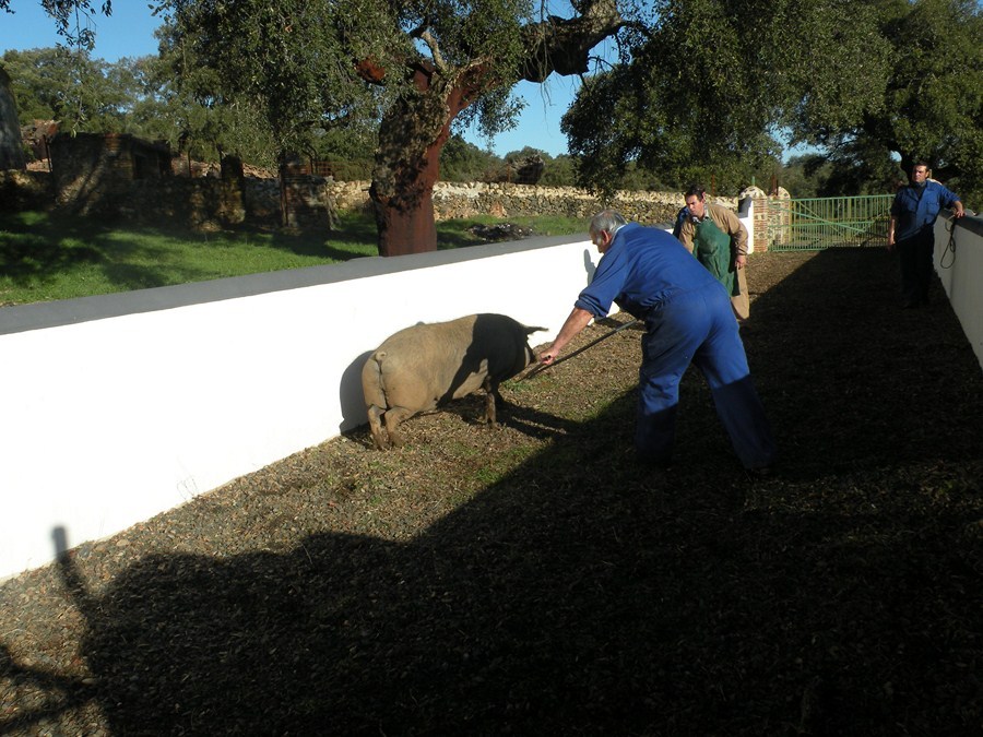 cerdo ibérico en la dehesa